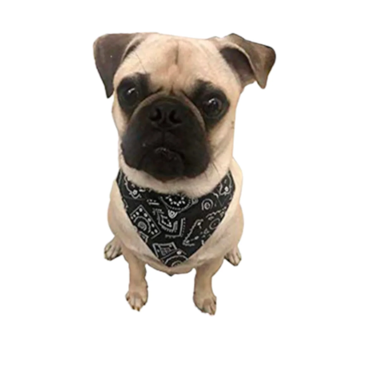 Imagen del producto 5